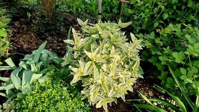 Эффектные многолетники из семян! Легко!