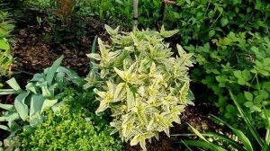 Эффектные многолетники из семян! Легко!