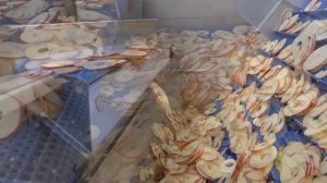 Сушильный туннель - яблочные чипсы