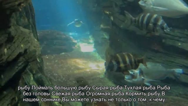 К чему снится ловить рыбу на удочку? Толкование сна и его значение по сонникам Фрейда и Ванги