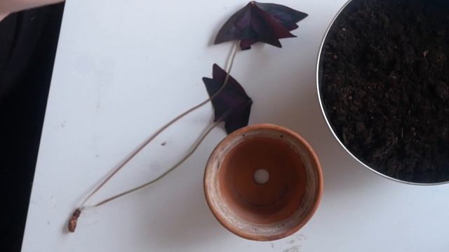 OXALIS TRIANGULARIS - Winterization and Propagation смотреть онлайн