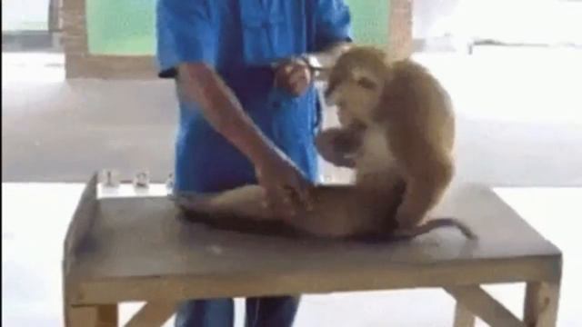 Животные Приколы! Веселый животный мир!479 смотреть онлайн