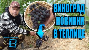 НОВИНКИ СОРТОВ ВИНОГРАДА В НАШЕЙ ТЕПЛИЦЕ. ВЫРАЩИВАНИЕ ВИНОГРАДА В ТЕПЛИЦЕ. СЕВЕРНЫЙ ВИНОГРАДНИК