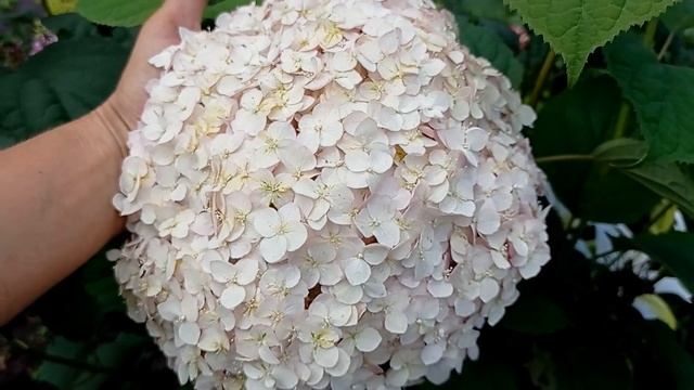 Гортензия древовидная Candybelle Bubblegum смотреть онлайн