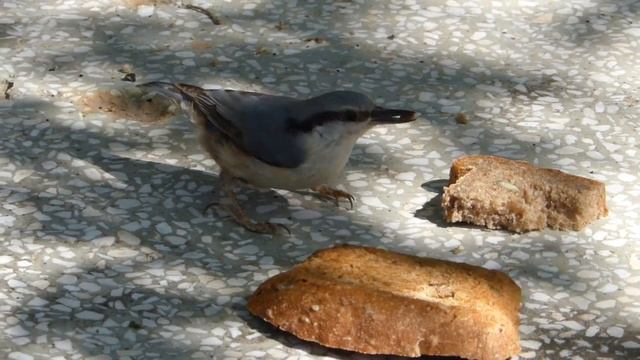 Птица поползень, Primorsko, Eurasian nuthatch смотреть онлайн