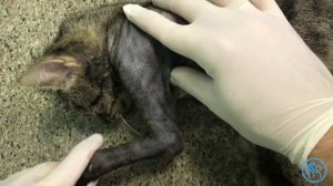 Аномалия грудной конечности у котенка