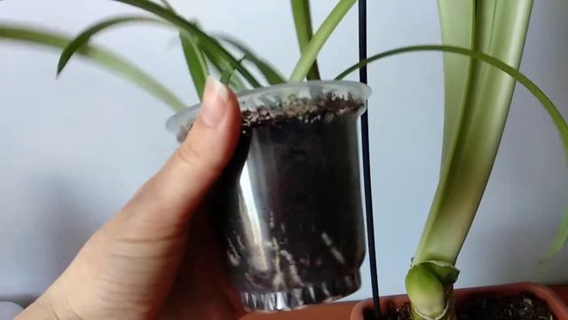 Гиппеаструм проснулся. Детки гиппеаструма из семян. #гиппеаструм #hippeastrum смотреть онлайн