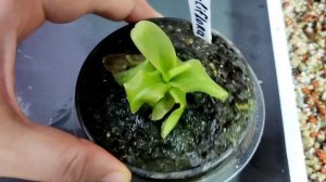 Распаковка Жирянки "Primuliflora Rose". Пересадка.