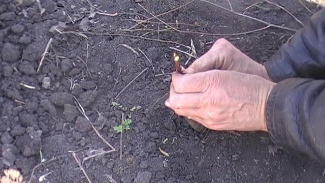 Выращивание саженцев черешни(Прививка черенком) смотреть онлайн