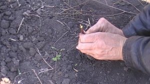 Выращивание саженцев черешни(Прививка черенком)