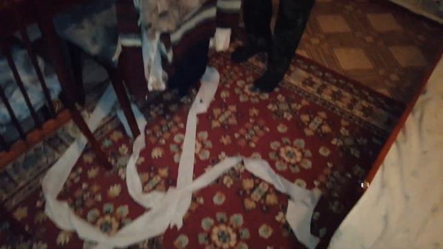 балованный котенок смотреть онлайн