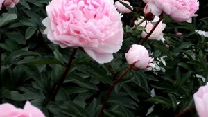Lactiflora Reine Hortense | R2 Flowers BV | Peonies