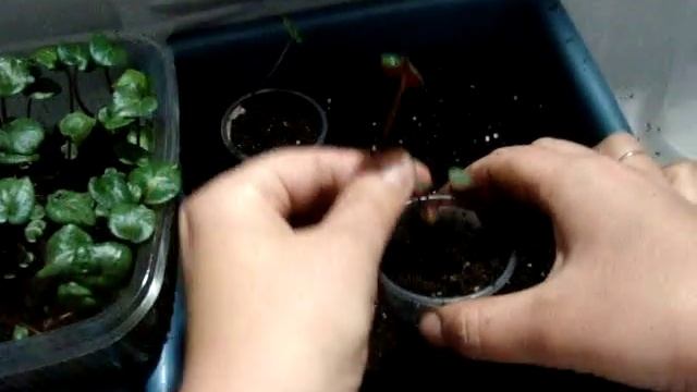 ЦИКЛАМЕН(Cyclamen). Пикировка из общей теплички. смотреть онлайн