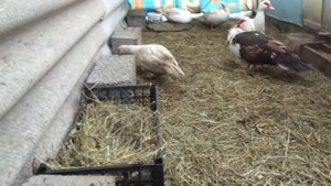 ИНДОУТКИ ЗАНЕСЛИСЬ!!!Яйцекладка мускусных уток.Начали нести яйца.Первое яйцо в 2020 году