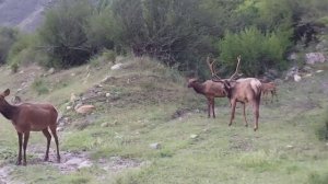 В горах Чечни. Ч1инхой мохк. Ч1инах.