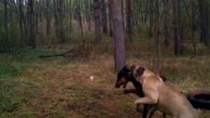 Доберман и Бульмастив