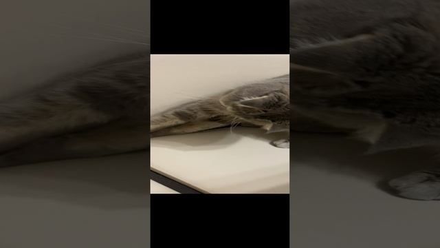 Пуша и карандаш / Pusha and pencil
