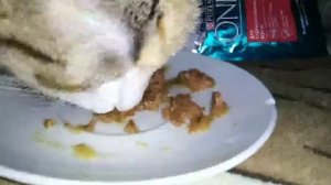 Пробуем Purina ONE новинка