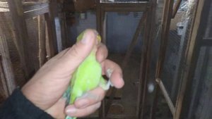Отсадил два птенца неразлучников.