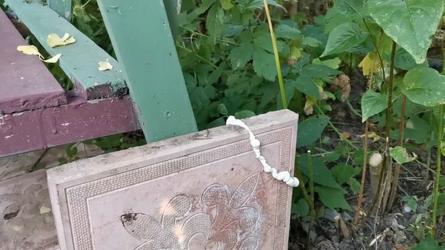 Клеем треснувшую тротуарную плитку монтажной пеной смотреть онлайн