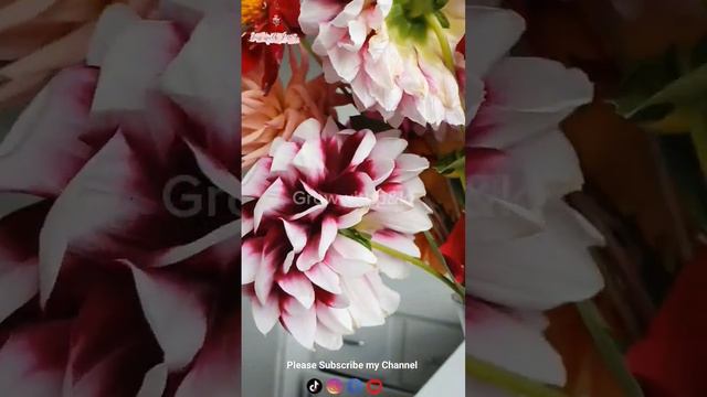 Beautiful Flowers | Colourful flowers #viral #shorts2023 #nature