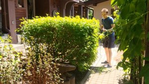 Топиар - стрижка садовых кустарников в форме простых геометрических фигур