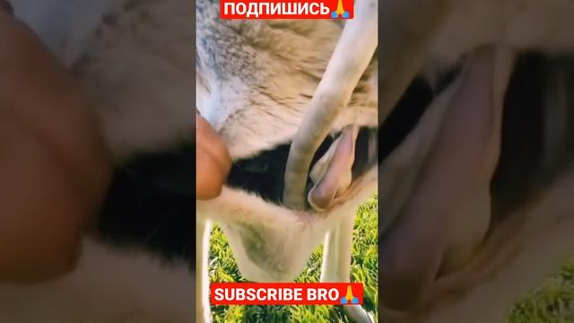 МАЛЫШ КЕНГУРУ В СУМКЕ?|SUBSCRIBE BRO?ПОДПИШИСЬ#shorts