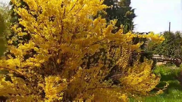 Питомник саженцев декоративних деревьев, у нас покупают саженцы в Киеве и Украине смотреть онлайн