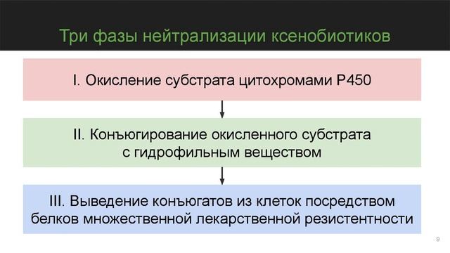 Строение и детоксикационная функция печени