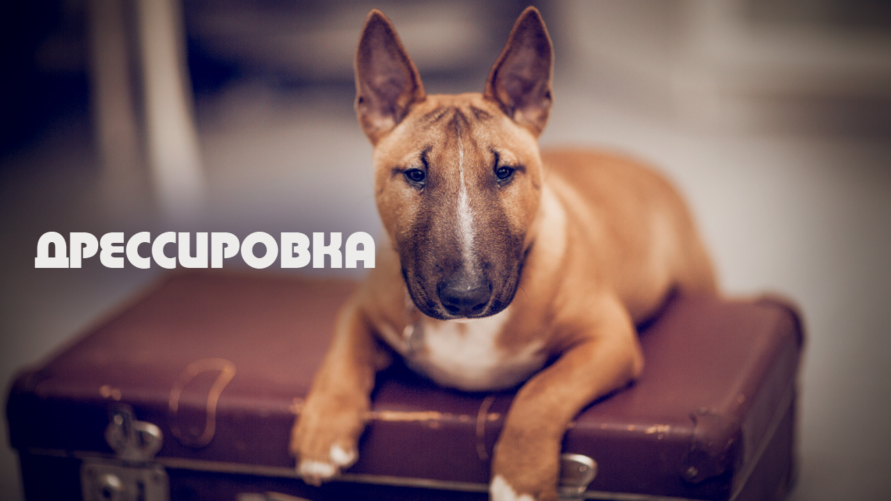 Минибультерьер Дан. Дрессировка дома.