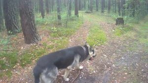 ВЕО Граф на прогулке в ленточном бору.