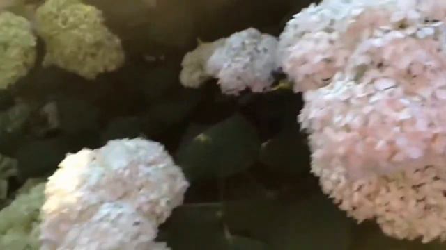 🌼🌺 My beautiful Annabelle and Quick fire Panicle hydrangea flowers in the golden hour🌺🌼 смотреть онлайн