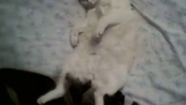 Кот спит .Маруся))) смотреть онлайн