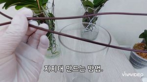 수경재배와 식재에 심은 것 비교와 호접란 '비바체' 특성,  분재철사로 지지대 만드는 방법, 수경재배 장점과 역사.