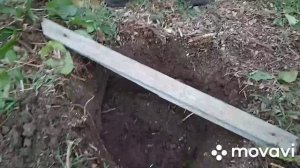 Посадка персика в Декабре!!!!!!!