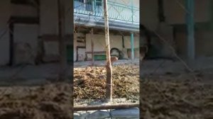Гергебильская порода кур - Ундуч!
