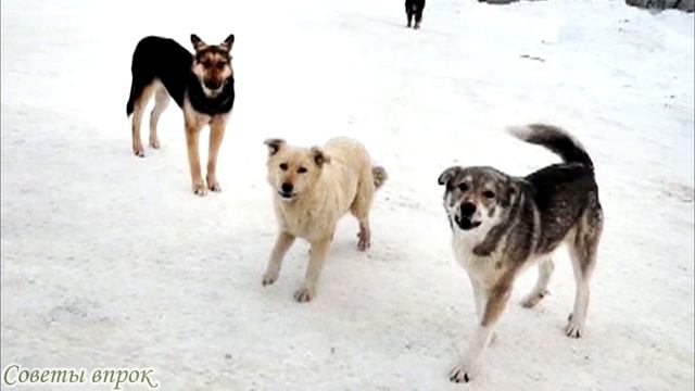 ➤ 10 советов, как защититься от собак на пробежке ➤ ЗАЩИТА ОТ НАПАДЕНИЯ СОБАКИ ➤ Безопасность
