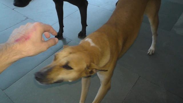 ИНДИЙСКИЕ ПОЕЗДА. НЕ ДЛЯ СЛАБОНЕРВНЫХ! ВАГОН ДЛЯ БЕДНЫХ. ИНДИЙСКАЯ ЖД СТАНЦИЯ. НАСТОЯЩАЯ ИНДИЯ смотреть онлайн