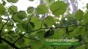 Лещина древовидная I Corylus colurna