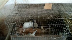 КРОЛИКИ НЕ ПЛОДЯТСЯ! ЧТО ДЕЛАТЬ!!!