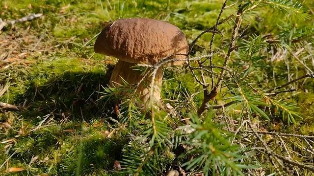 Картофельный гриб. Растут из песка как на дрожжах смотреть онлайн