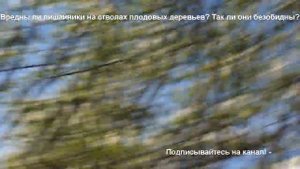 Вредны ли лишайники на стволах плодовых деревьев? Так ли они безобидны?