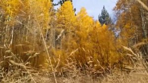 Осень с саксофоном. Христианская мелодия.