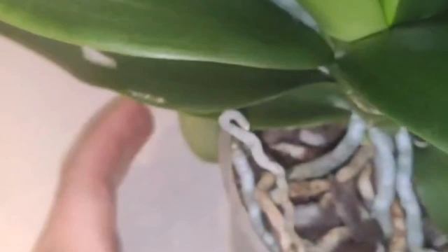 # орхидеи..ох уж эти пятна на листьях, борозды и дыры!!? Обработаю так. Спасибо Татьяне за помощь ? смотреть онлайн