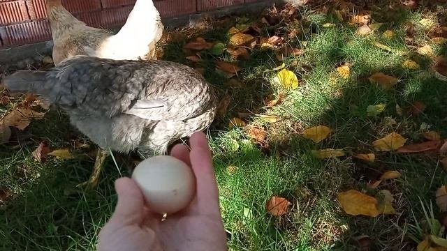 Как понять, что курица занеслась? 3 способа!