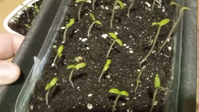 Комнатные томаты - результаты всходов разных сортов. Балконное чудо снова удивляет.