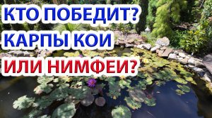 Совместимы ли карпы кои и нимфеи? Скорее нет чем да...