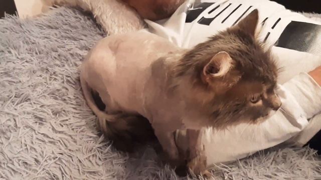 VLOG: С ДНЁМ РОЖДЕНИЯ ТЕБЯ!!! МОДНАЯ СТРИЖКА ДЛЯ КОТА/ СЪЕЗДИЛИ К СТОМАТОЛОГУ. смотреть онлайн