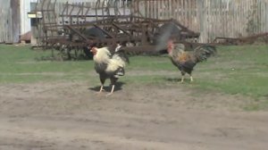 Питушиные бои