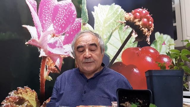 КНЯЖЕНИКА САДОВАЯ.
